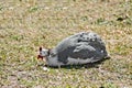 Guinea fowl sitting on grass