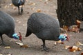 Guinea Fowl Royalty Free Stock Photo