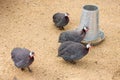 Guinea fowl `pet speckled hen `, or `original fowl ` or guineahen Royalty Free Stock Photo