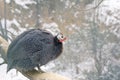 Guinea-fowl Royalty Free Stock Photo