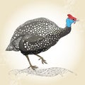 Guinea fowl on the textured beige background