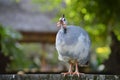 The guinea fowl is watching carefully