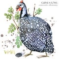 Guinea fowl. wild bird watercolor seamless pattern. Royalty Free Stock Photo