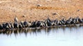Guinea-fowls