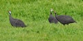 Guinea fowls