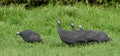 Guinea fowls