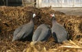 Guinea fowls