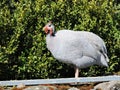 Guinea fowls bird Royalty Free Stock Photo