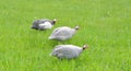 Guinea fowls birds Royalty Free Stock Photo