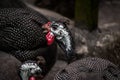 Guinea fowls