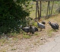 Guinea fowls with dotted feathers Royalty Free Stock Photo