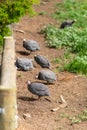 Guinea fowls flock in a field in africa