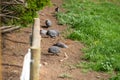 Guinea fowls flock in a field in africa