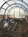 Guinea fowls in a hothouse