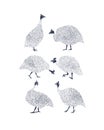 Guinea fowls illustration Royalty Free Stock Photo