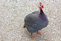 Guinea fowls near Dolmabahce palace, Istanbul, Turkey