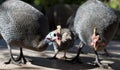 Guinea Fowls are our chickens Royalty Free Stock Photo