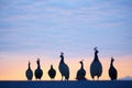 guinea fowls in silhouette against twilight sky Royalty Free Stock Photo