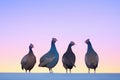 guinea fowls in silhouette against twilight sky Royalty Free Stock Photo