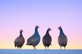 guinea fowls in silhouette against twilight sky