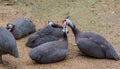 Guinea fowls Royalty Free Stock Photo