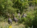 Guinea fowls with spotted feathers