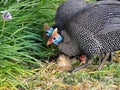 Guinea fowls Royalty Free Stock Photo