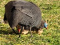 Guinea fowls Royalty Free Stock Photo