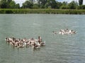 Guinea gooses float in a rural pond