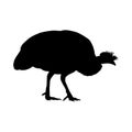 Guinea Guinea Fowl Numididae Standing On a Side View Silhouette Found In Map Of Africa Royalty Free Stock Photo