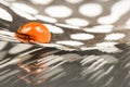 Guinea hen feather with orange water drop Royalty Free Stock Photo