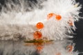 Guinea hen feather with orange water drops Royalty Free Stock Photo