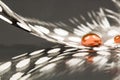 Guinea hen feather with orange water drops Royalty Free Stock Photo
