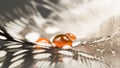 Guinea hen feather with orange water drops Royalty Free Stock Photo