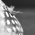 Guinea hen feather with water drop and dark background Royalty Free Stock Photo