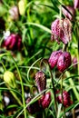 Guinea Hen Flower or Snake`s Head - Fritillaria meleagris