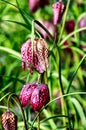 Guinea Hen Flower or Snake`s Head - Fritillaria meleagris