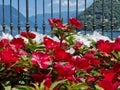 Guinea impatiens Royalty Free Stock Photo