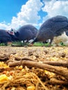 Guinea fowl Royalty Free Stock Photo
