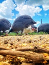 Guinea and chicken