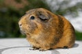 Guinea pig