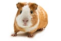 Guinea pig