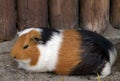 Guinea pig Royalty Free Stock Photo