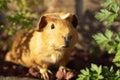 Guinea pig Royalty Free Stock Photo