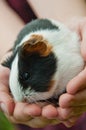 Guinea pig Royalty Free Stock Photo