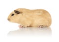 Guinea Pig Royalty Free Stock Photo