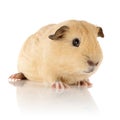 Guinea Pig Royalty Free Stock Photo