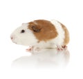 Guinea Pig Royalty Free Stock Photo