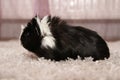 Guinea pig