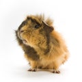 Guinea pig